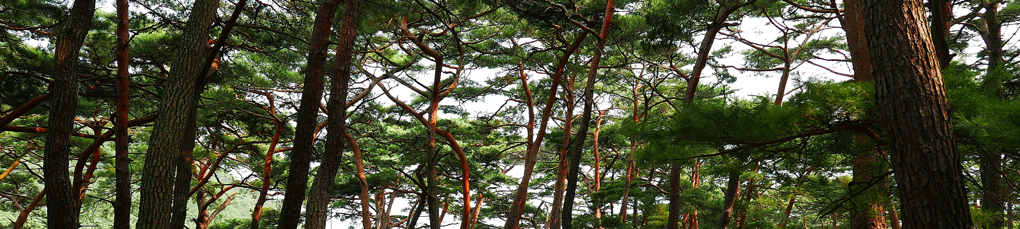 서브비주얼이미지